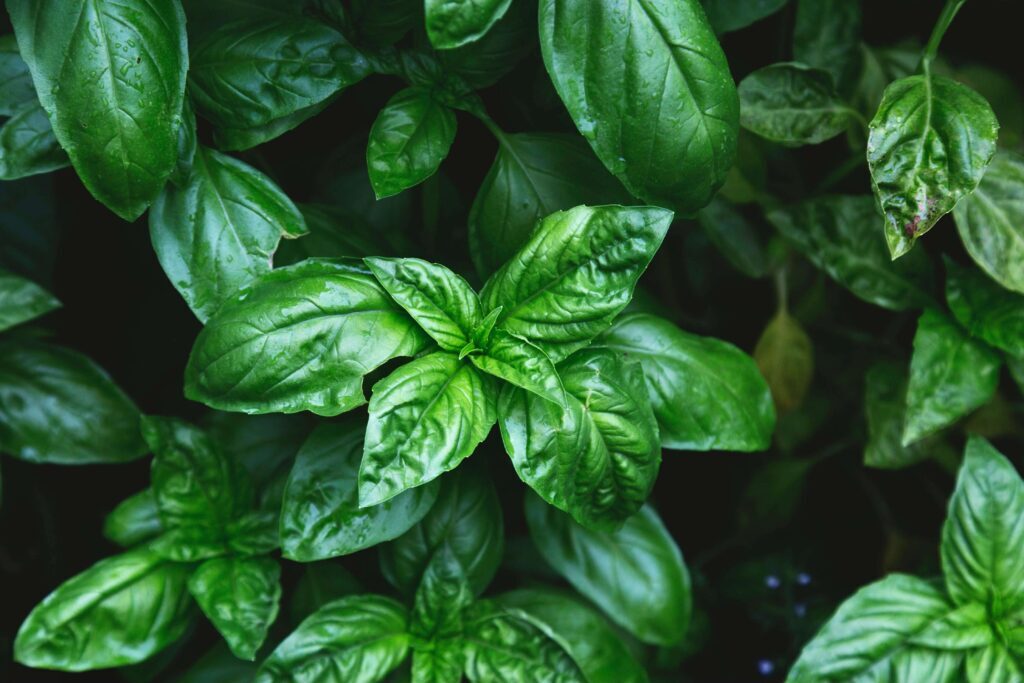 Basil
