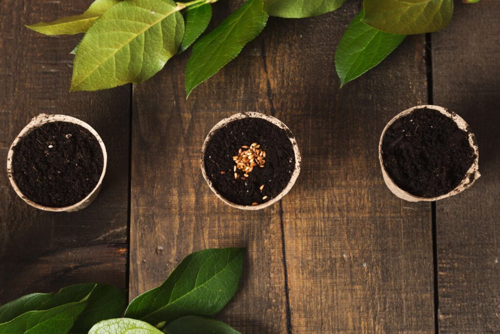 3 Pots with seeds and soil