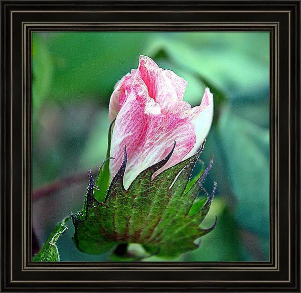 Framed print of a cotton blossom