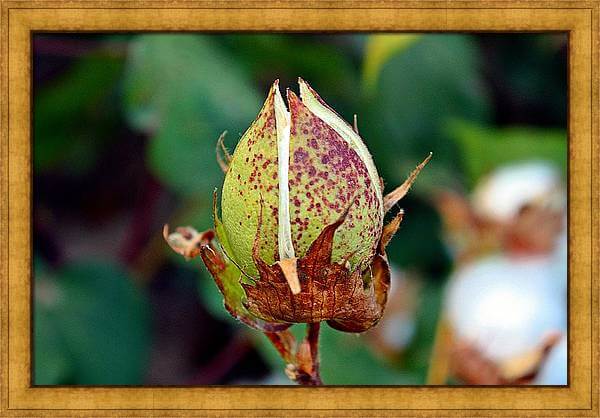 Cotton Boll