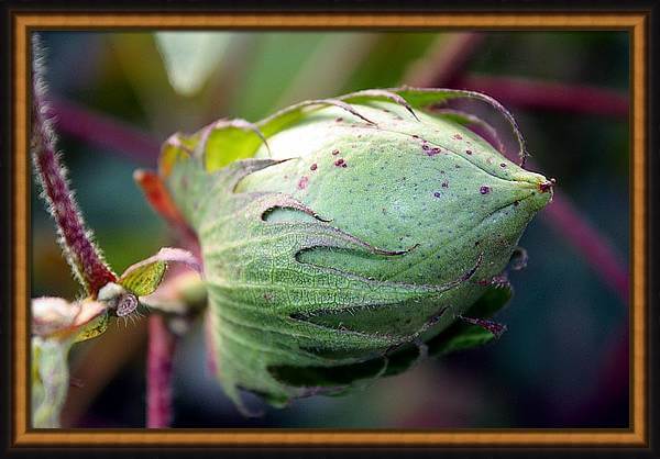 Cotton Boll Framed Wall Art
