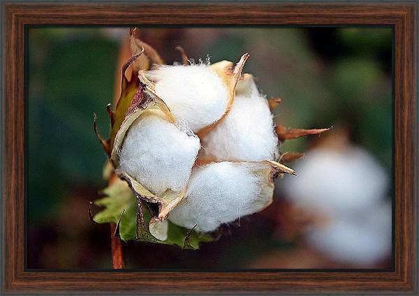 Cotton Boll Wall Art