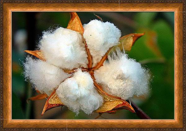 Cotton Bloom Large Framed Wall Art