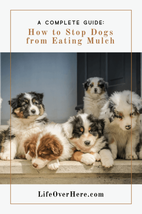 Puppies on a porch