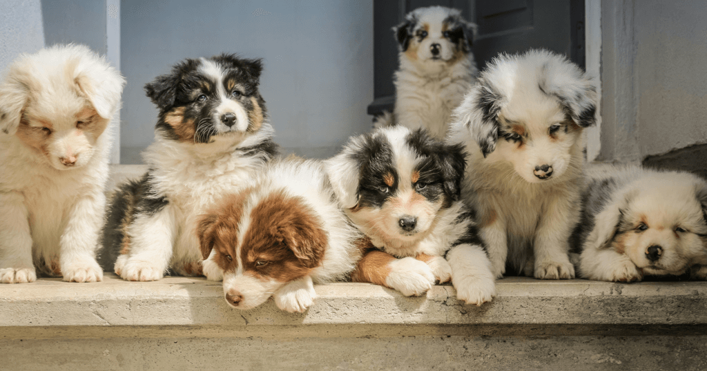 Puppies On A Porch For Article : How To Stop Dogs From Eating Mulch Pin